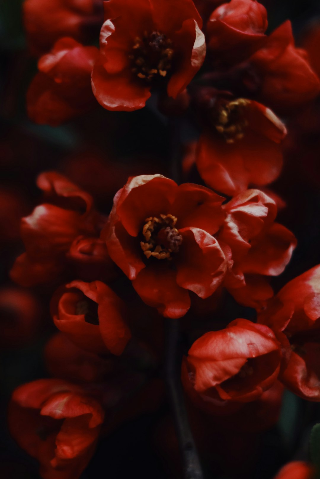 red flower in macro shot