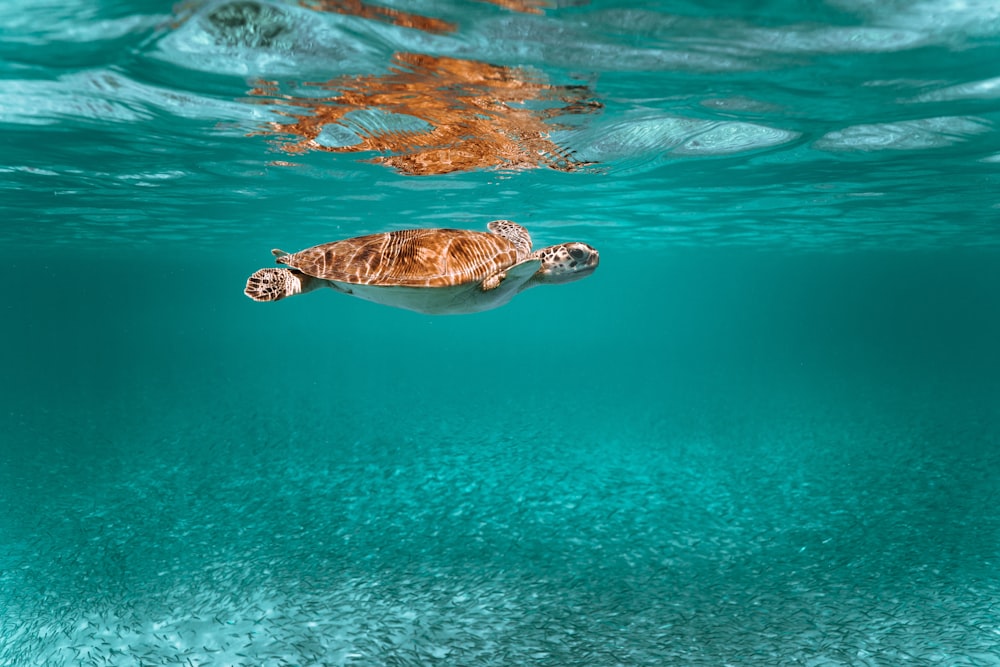 tortue brune et blanche dans l’eau