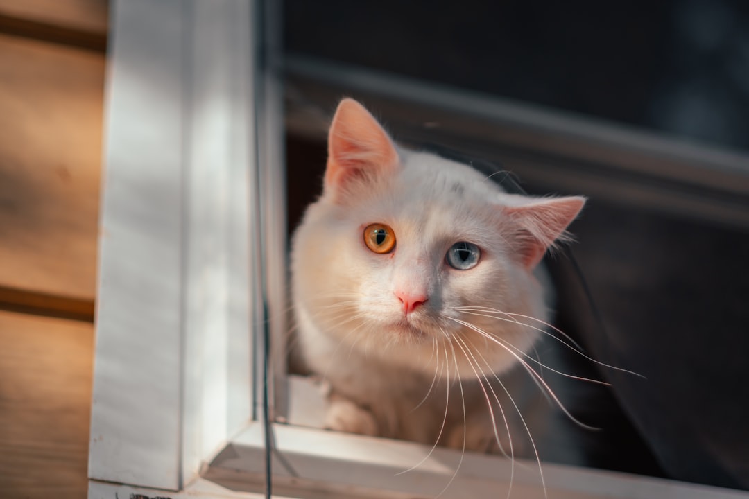 white cat on window during daytime