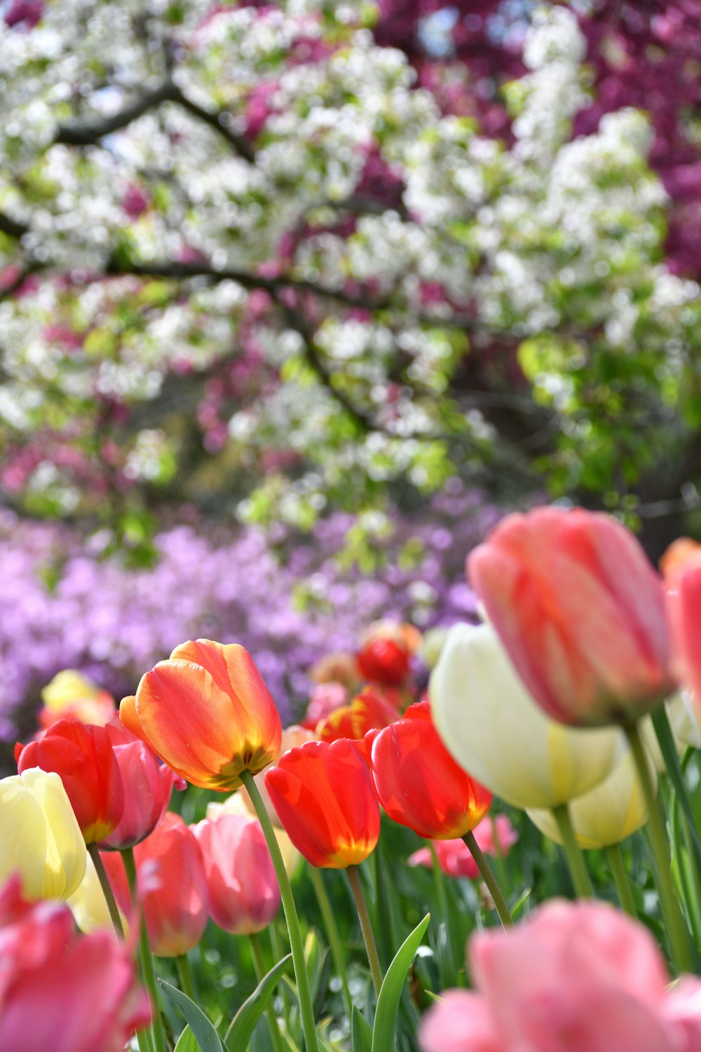 Tulipani rossi e gialli in fiore durante il giorno