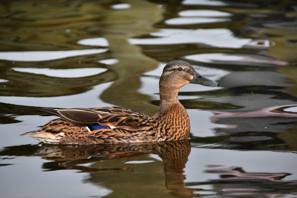 brown duck on water during daytime