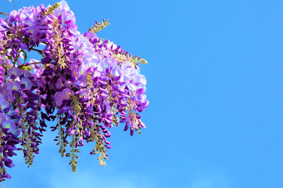 purple flower under blue sky during daytime