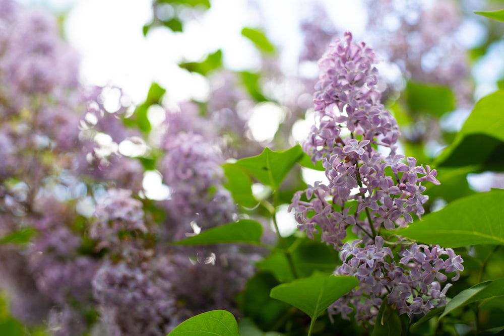 Fleur blanche et violette dans une lentille à bascule