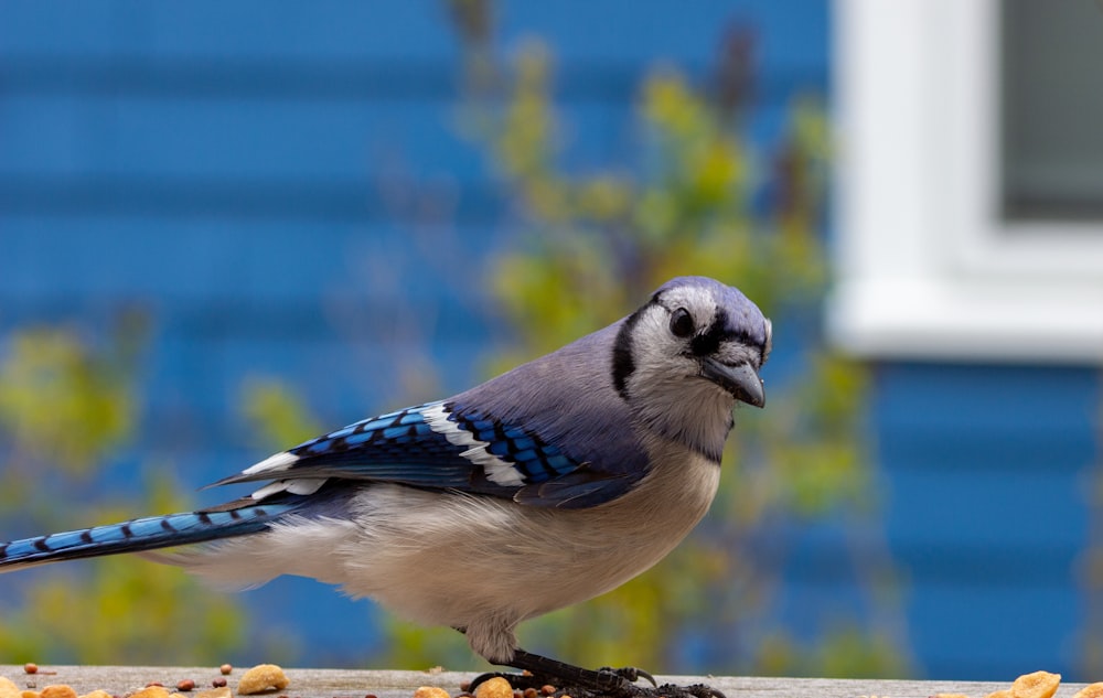 brown and blue bird on brown wooden branch during daytime