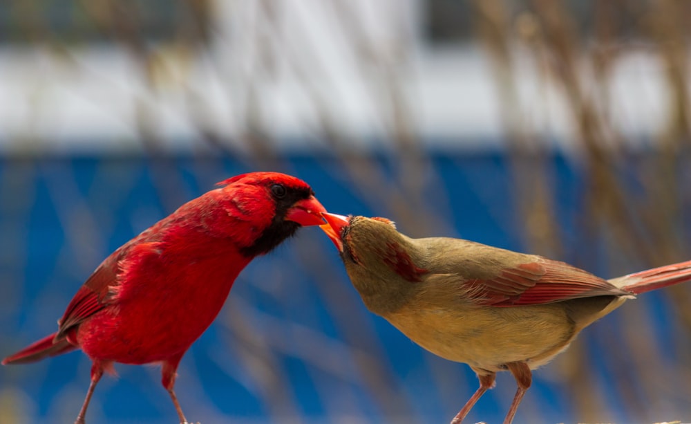 red and brown bird on brown tree branch