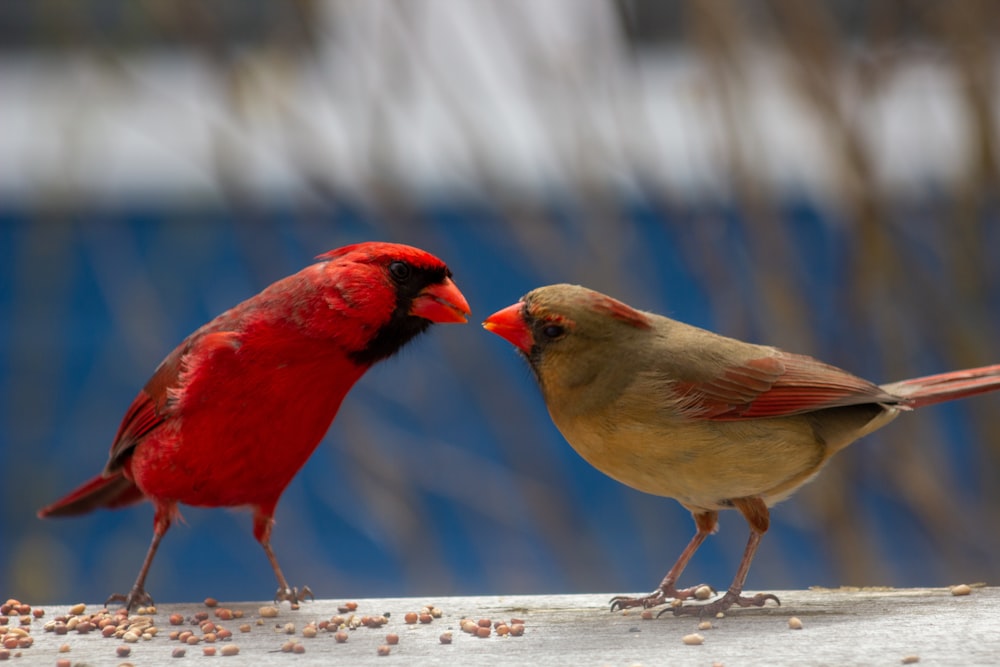 red cardinal bird on white wooden fence during daytime