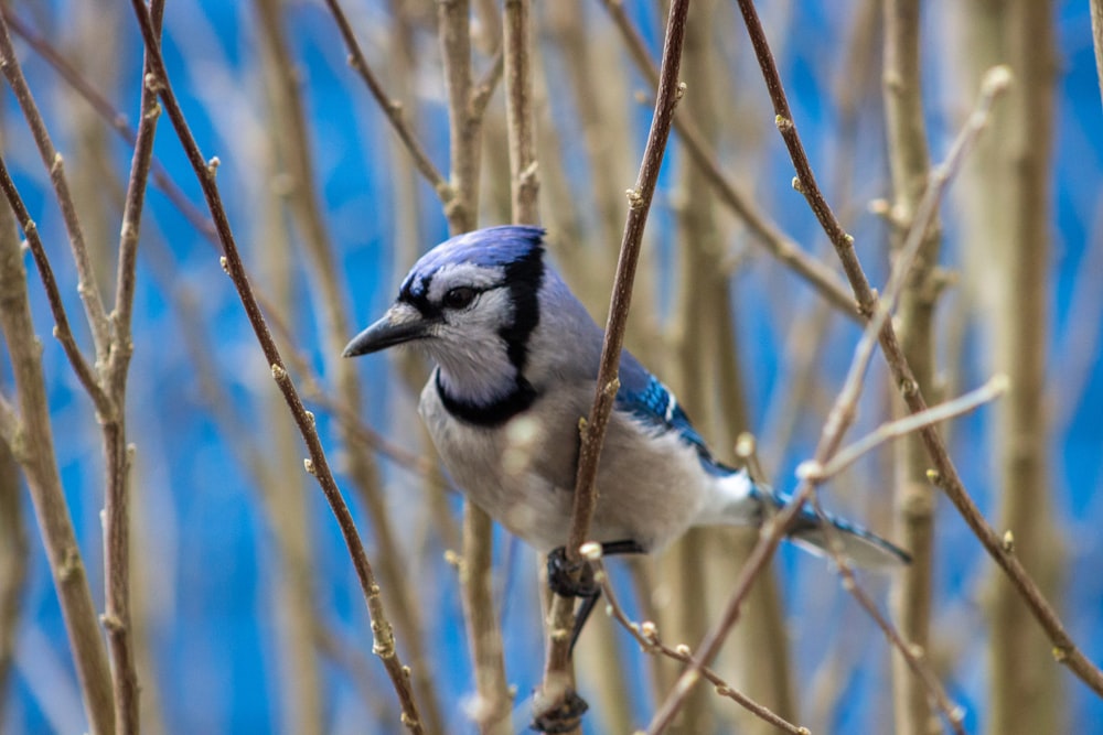 blue and white bird on brown tree branch during daytime