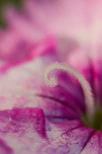 Artistic shot of a cotton flower with the Fibonacci spiral subtly overlaid.