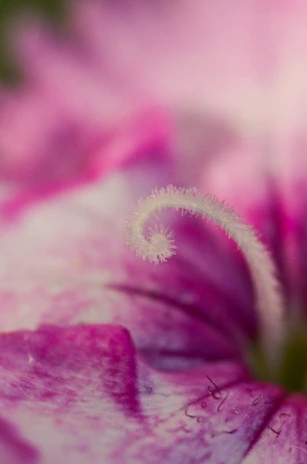 Artistic shot of a cotton flower with the Fibonacci spiral subtly overlaid.