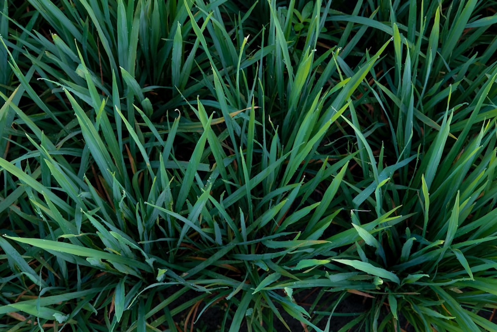 green grass field during daytime