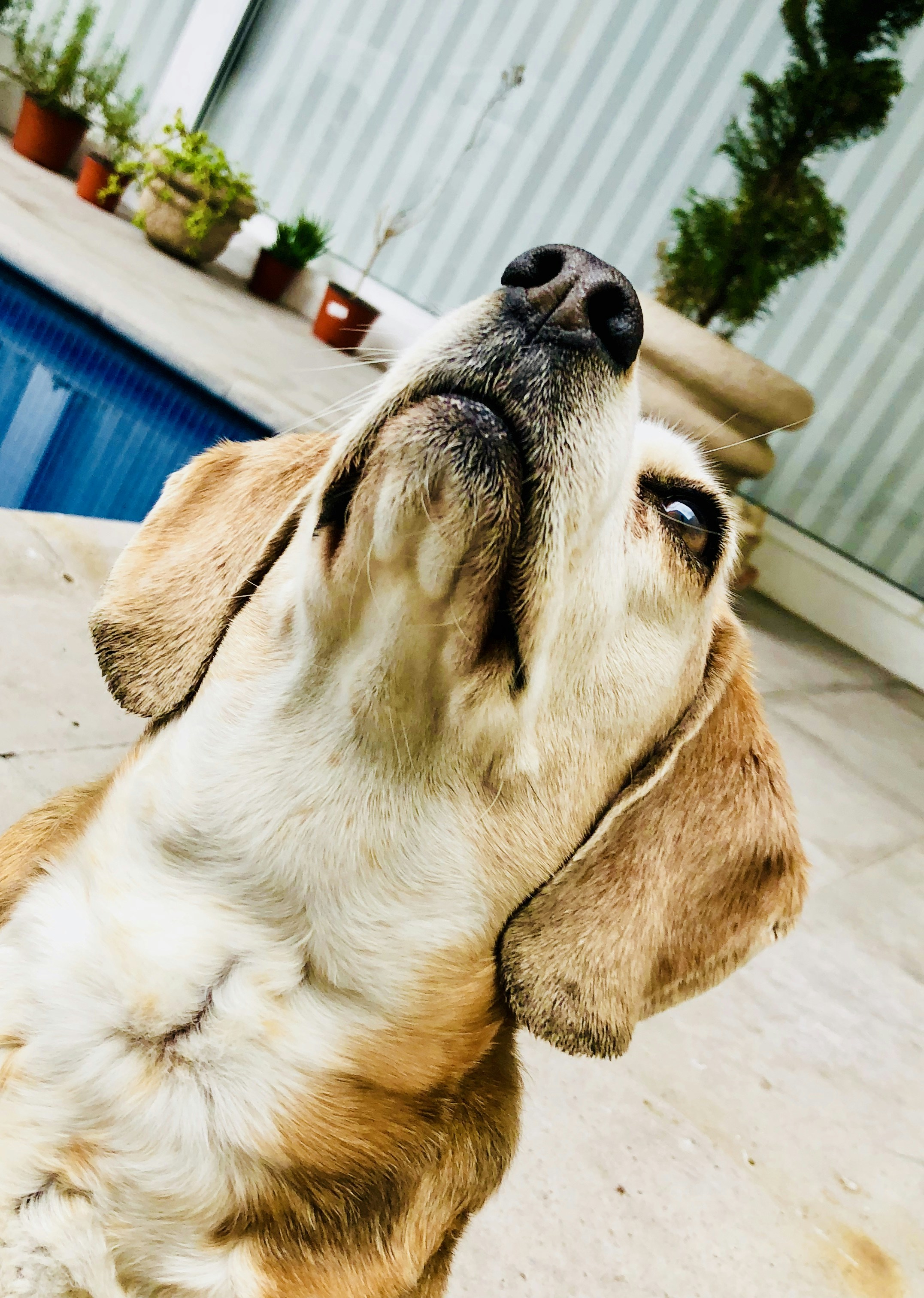 cão de pelagem curta marrom e branco deitado no chão de concreto branco durante o dia