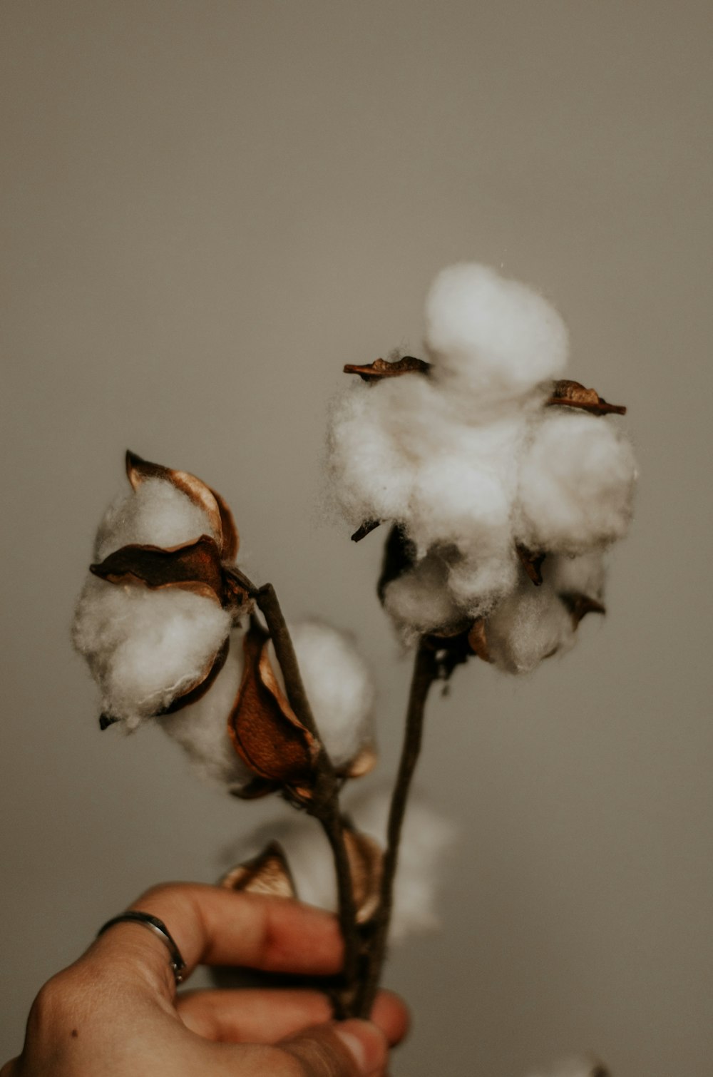 white and brown flower bud