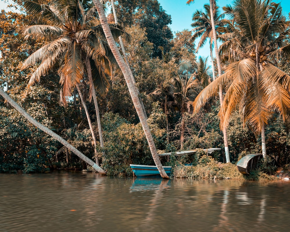 blue boat on body of water near palm trees during daytime