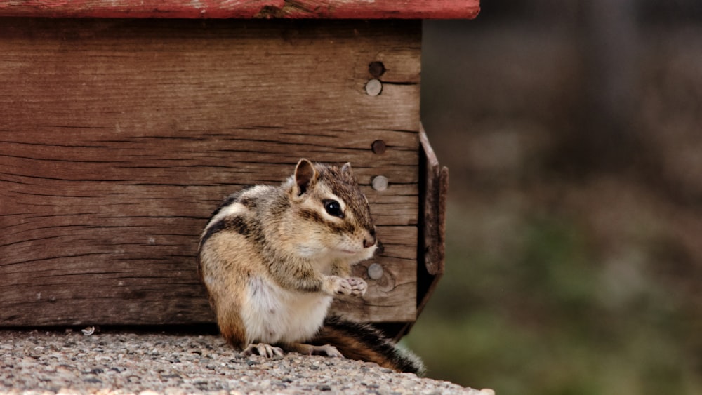 white brown and black squirrel on brown wooden cage