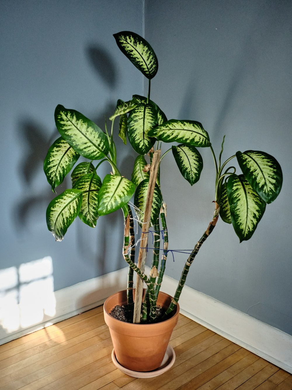 green plant on brown clay pot