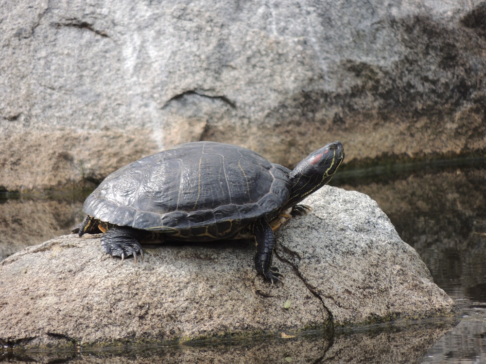 black and yellow turtle on brown rock