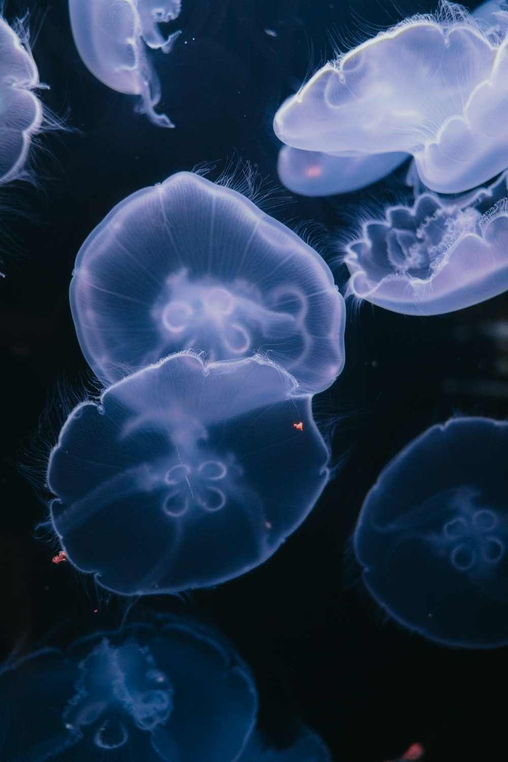 blue jellyfish in black background