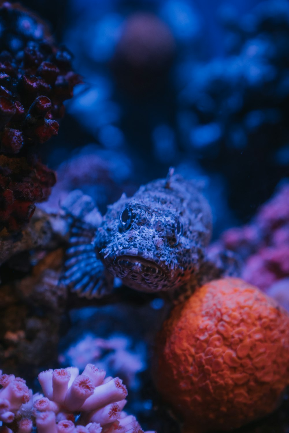 brown and gray coral reef