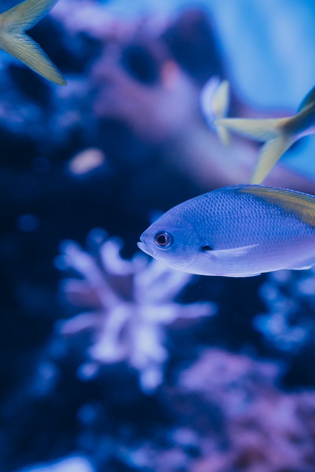 blue and yellow fish in water