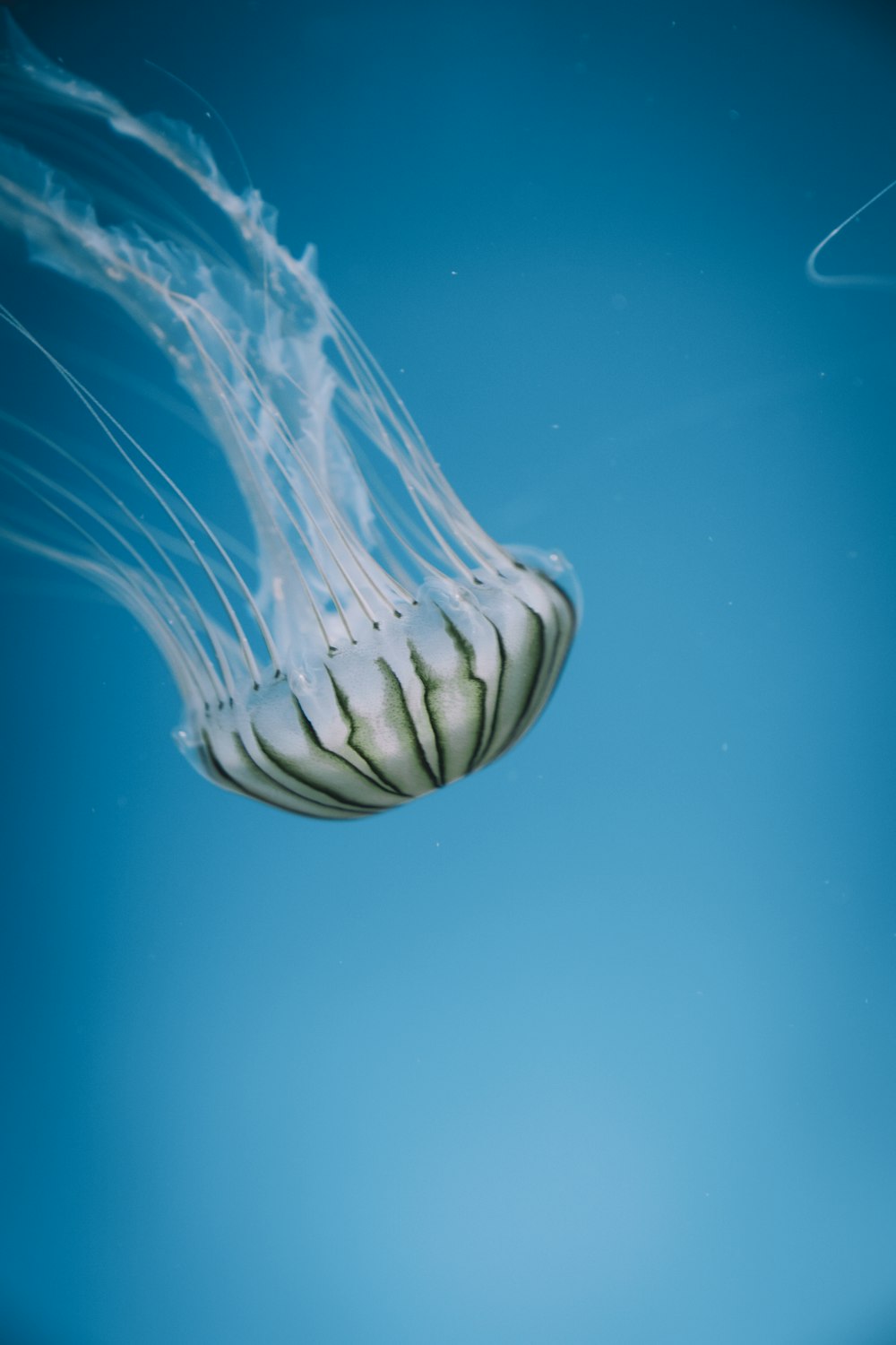 white and brown jellyfish under water