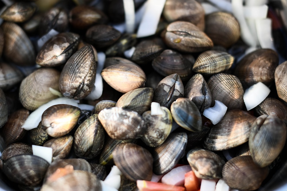 brown and black sea shells