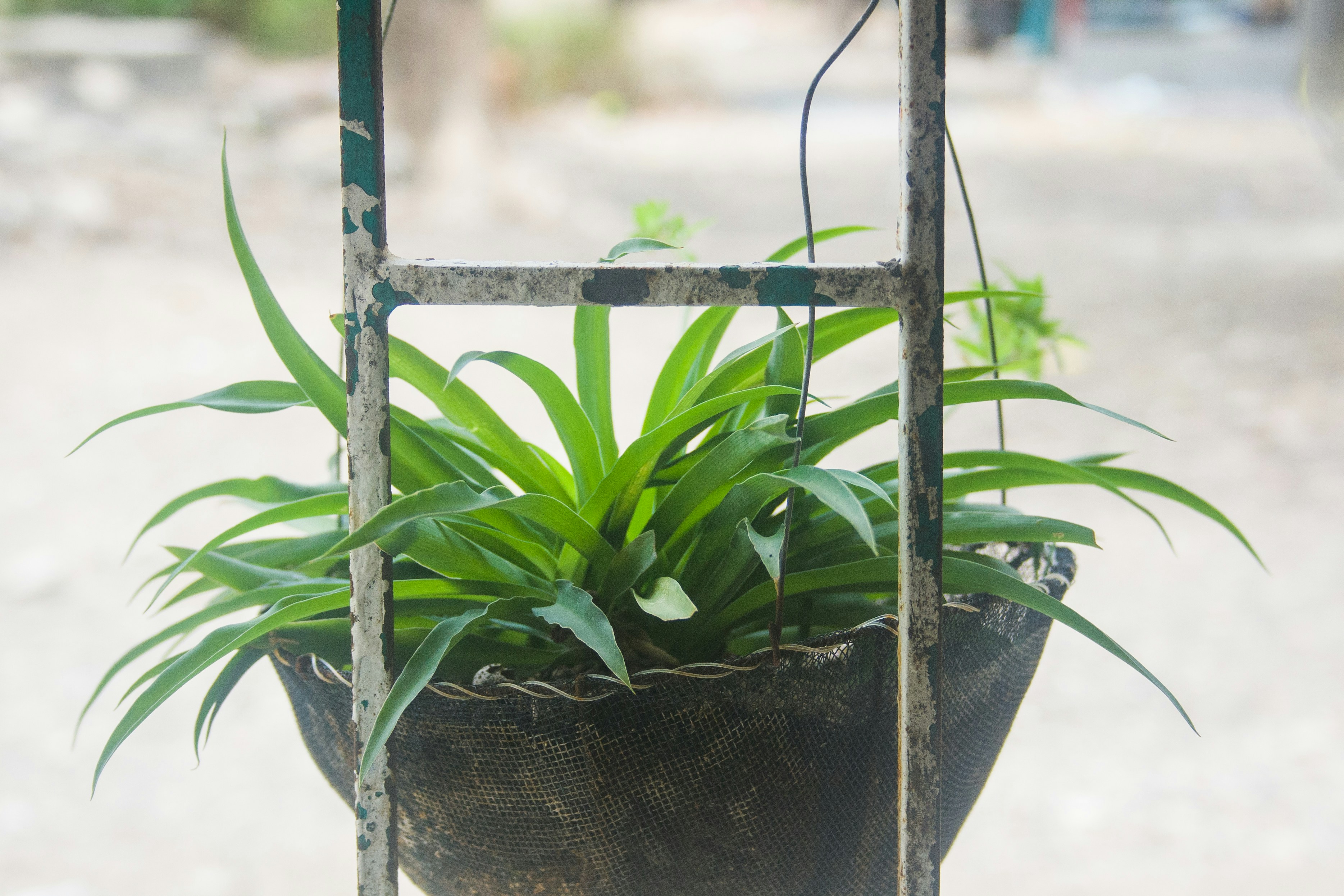 green plant on black pot