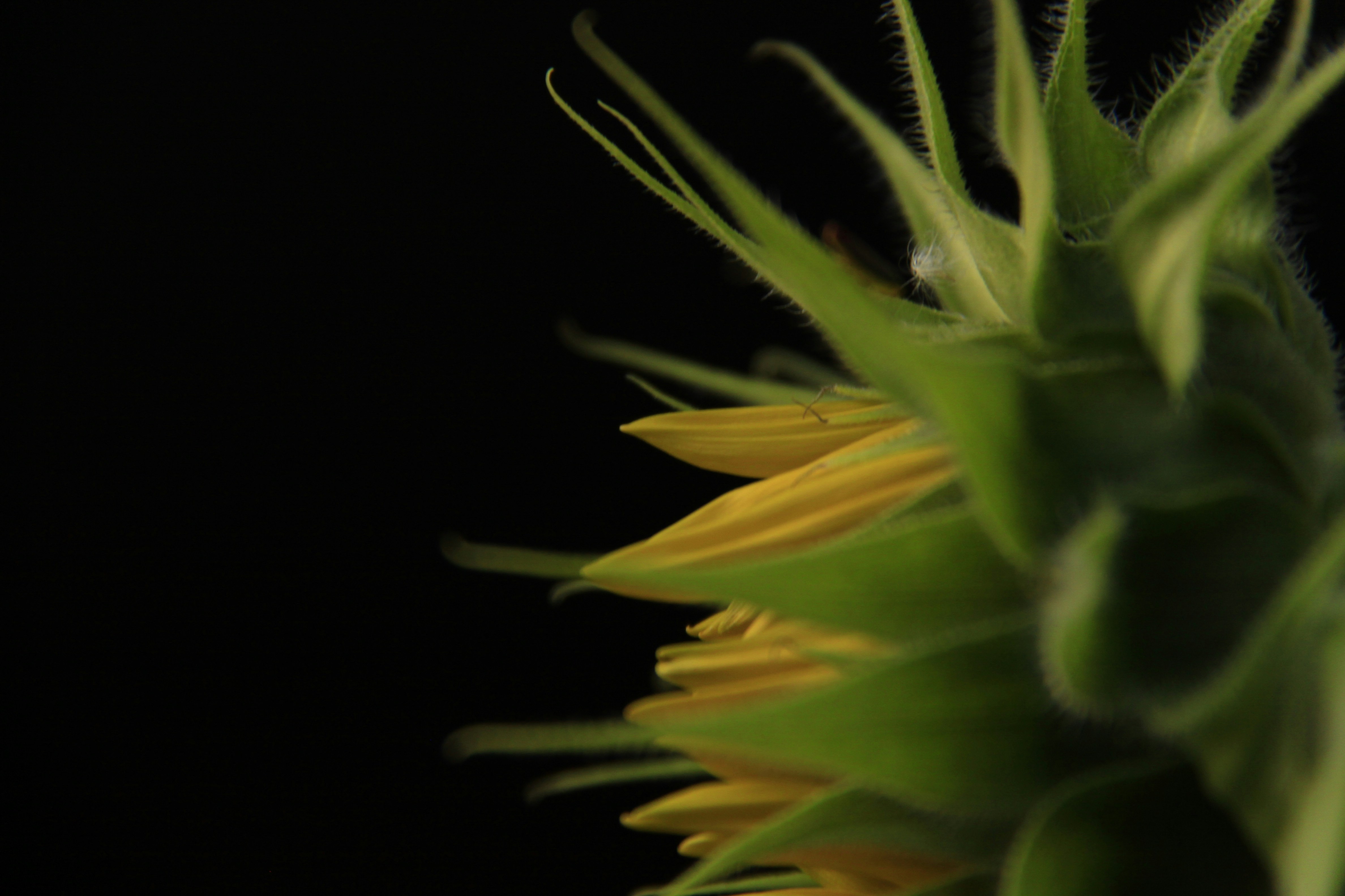 yellow and green flower in black background