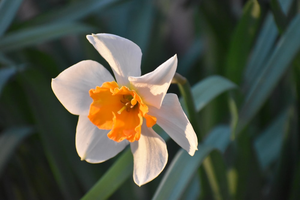 white and yellow flower in tilt shift lens