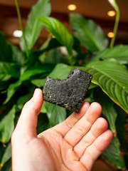 Close-up of a hand holding a chewable synadentix tablet with fresh guava fruit and green leaves in the background.