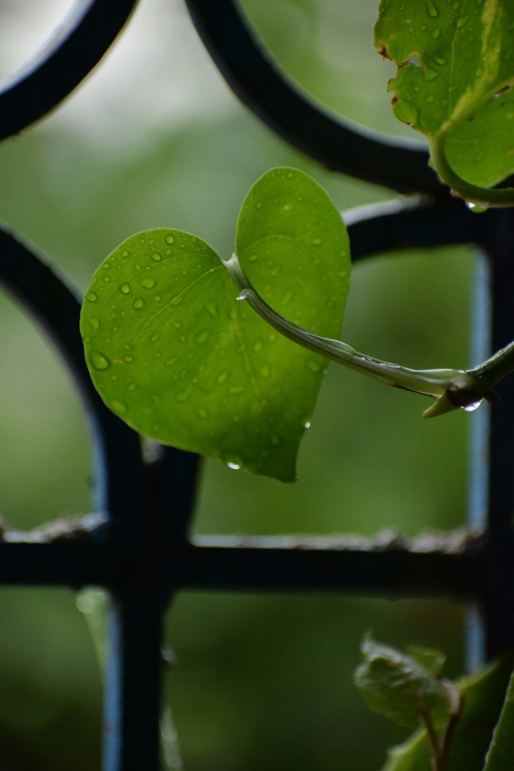 green leaf with water droplets