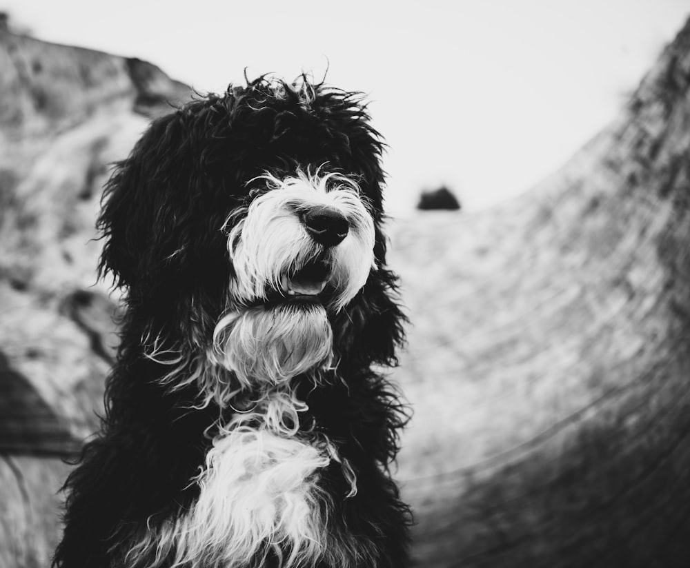 grayscale photo of long coated dog