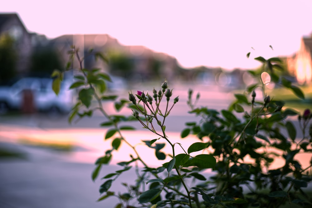 green plant with red flowers