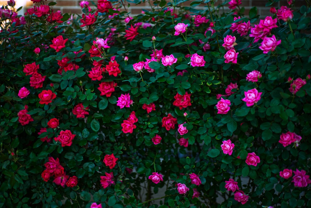 pink flowers with green leaves