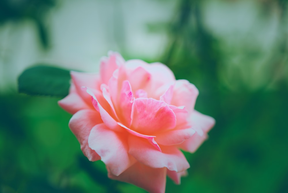 pink rose in bloom during daytime