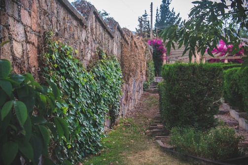 Before and after images showing garden transformation with new pathways and plants.