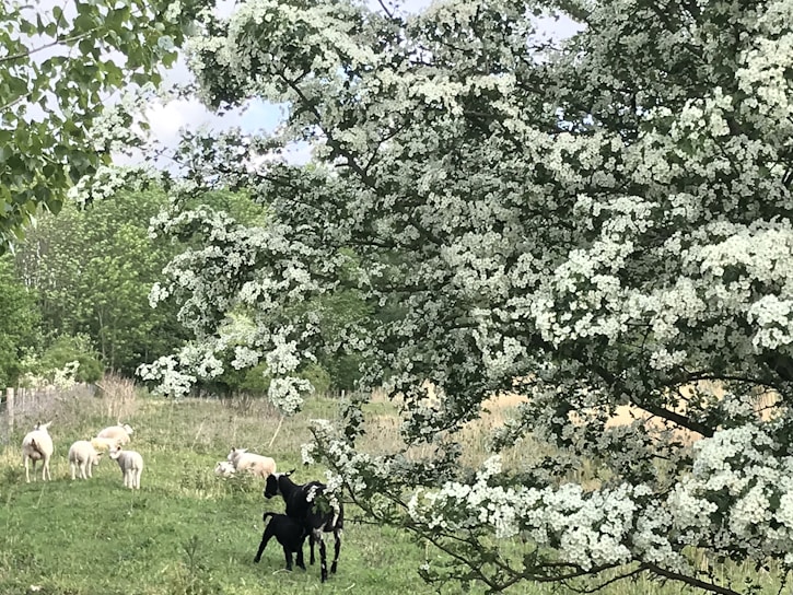 A lush orchard with sheep grazing peacefully among rows of fruit trees under a bright green canopy.