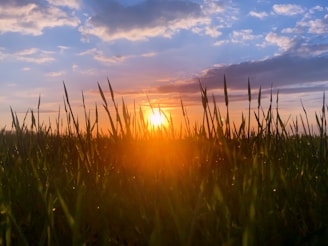 Sunset over a vibrant field symbolizing growth and sustainability