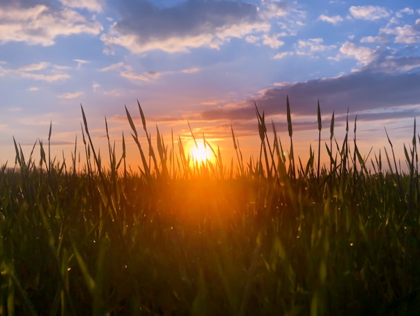 Golden sunset over a green field with a warmly lit teepee and a family playing nearby.