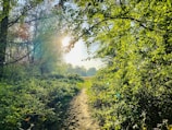 A scenic path through a forest with sunlight filtering through trees.