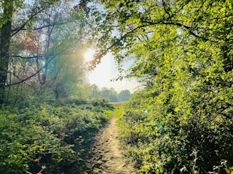 A peaceful forest path bathed in warm sunlight filtering through green leaves.