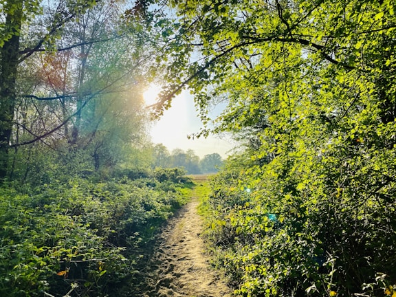 A scenic path through a forest with sunlight filtering through trees.