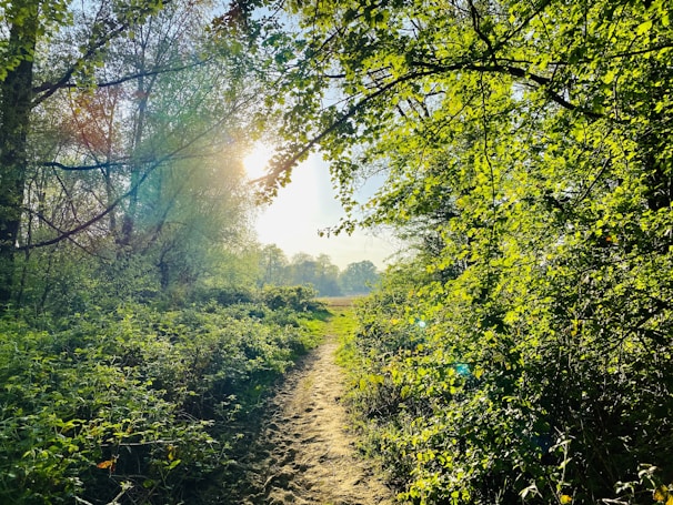 A peaceful forest path bathed in warm sunlight filtering through green leaves.