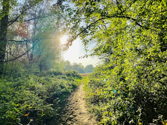 A serene morning forest path bathed in soft sunlight filtering through green leaves.