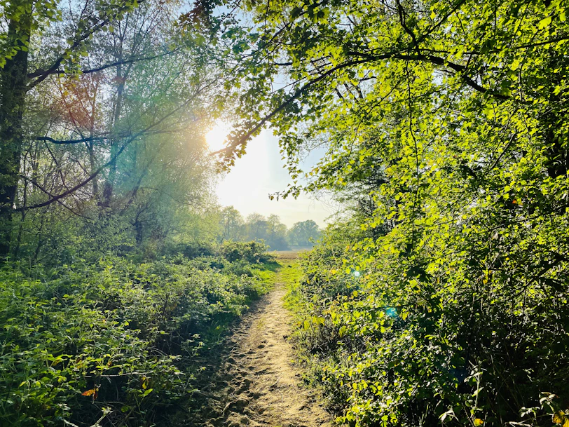 A serene morning forest path bathed in soft sunlight filtering through green leaves.