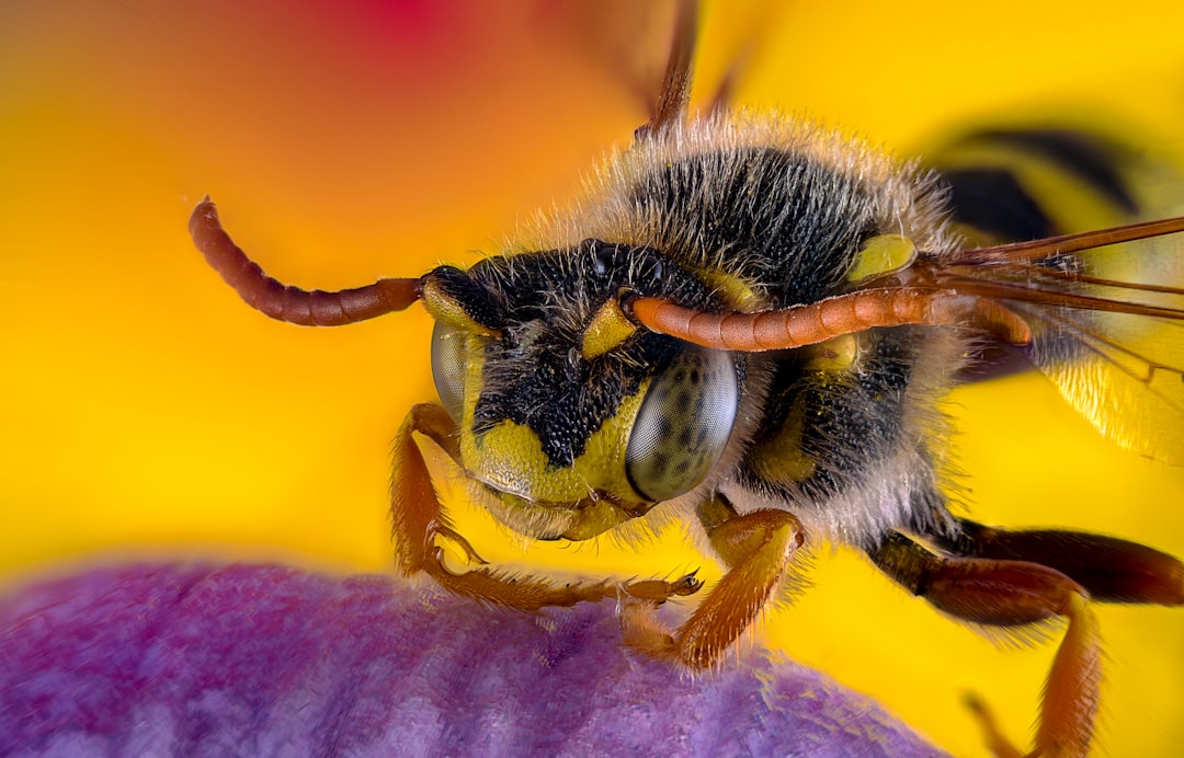 black and yellow bee on yellow and pink flower