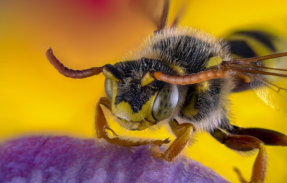 black and yellow bee on yellow and pink flower