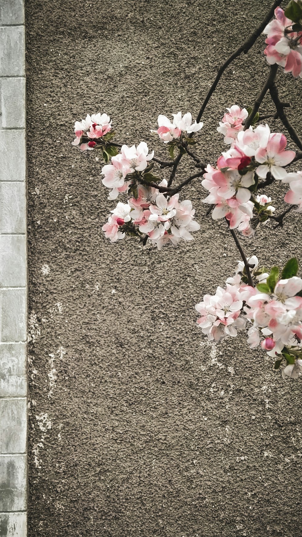 灰色のコンクリートの壁にピンクの花