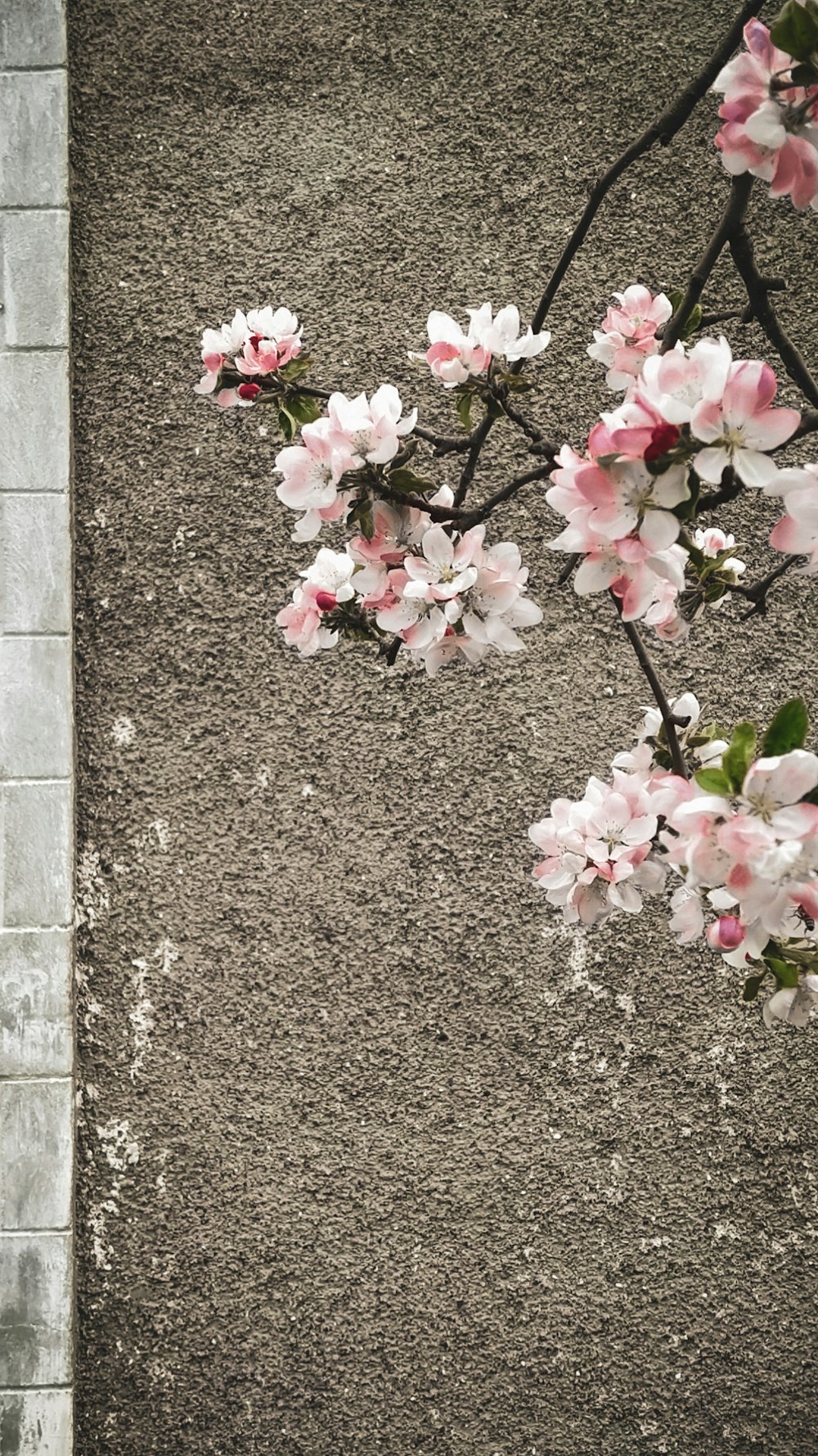 rosa Blumen an grauer Betonwand