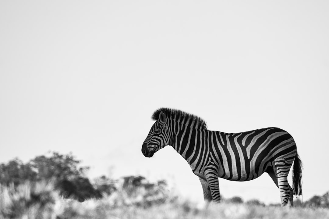 grayscale photo of zebra in field