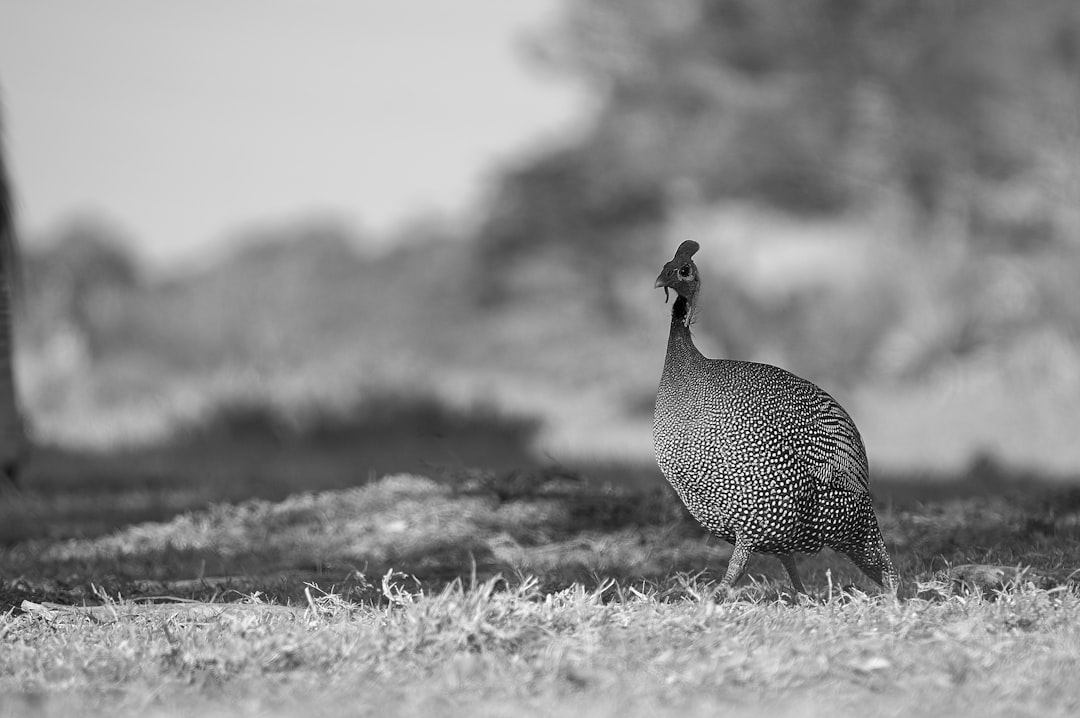 grayscale photo of a duck walking on grass field